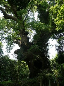 Camphor_tree5_of_Tsukazaki_Kagoshima_by_Sanjo